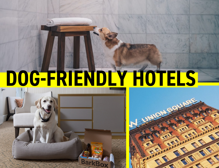 All The Things You Need To Know About Dog Friendly NYC!