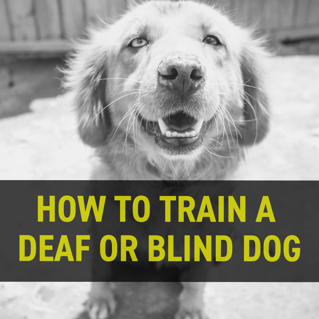 How to Train a Deaf or Blind Dog