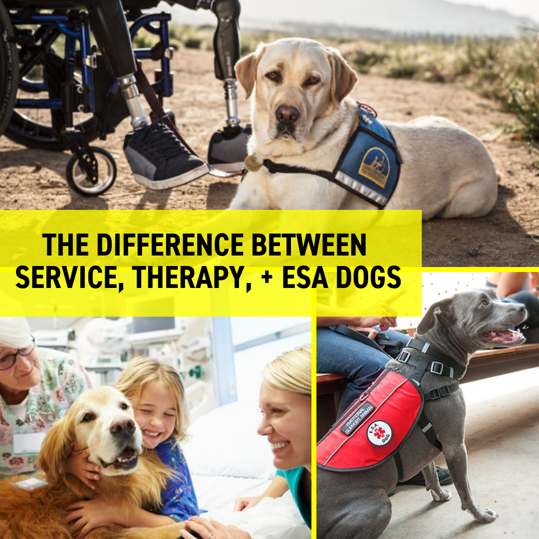 The Difference Between Service, Therapy, + ESA Dogs