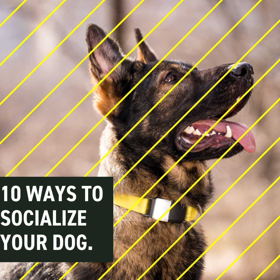 10 Ways to Socialize Your Dog