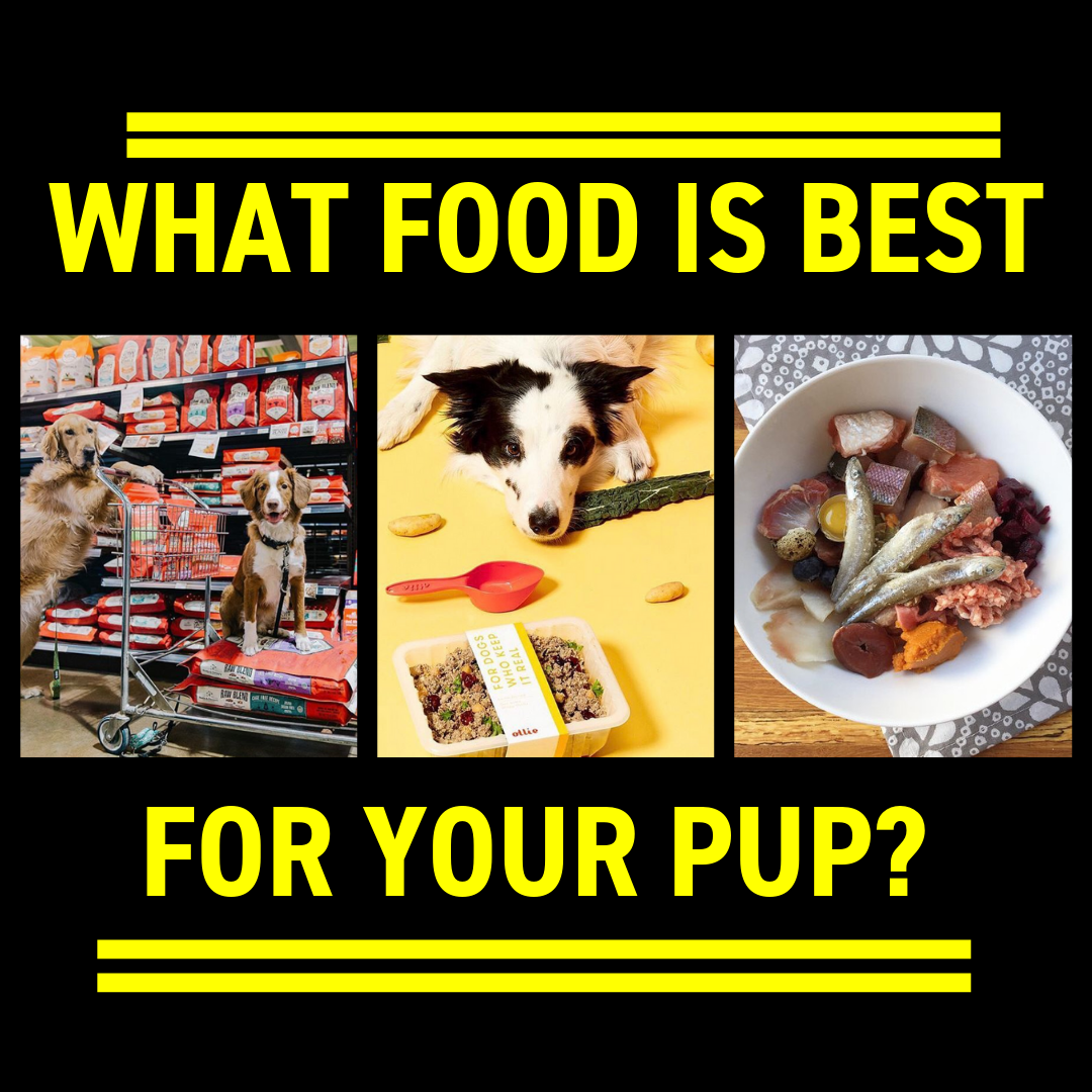 Best food for dog