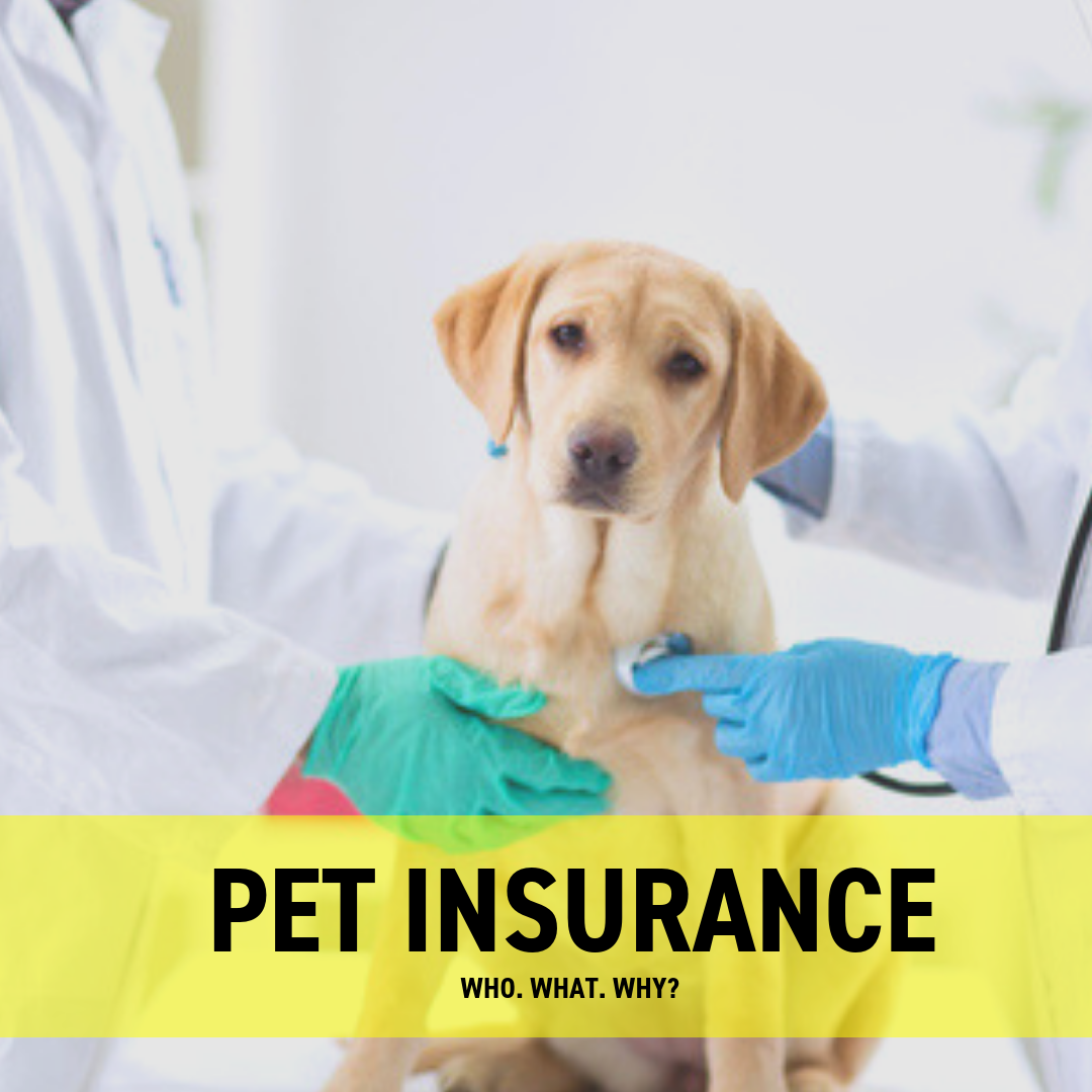 Pet Insurance for Your Dog