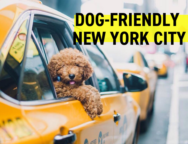 Our Favorite Dog Stores in NYC