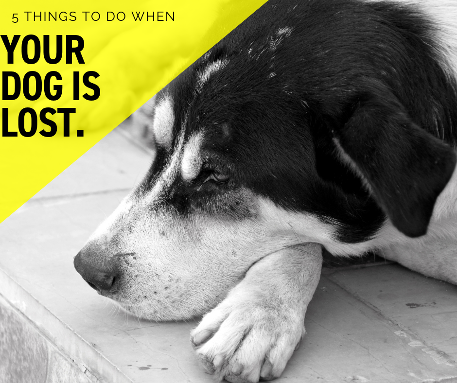 5-things-to-do-when-your-dog-is-lost