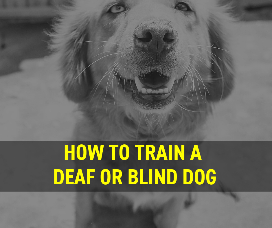 why does my blind dog bark so much