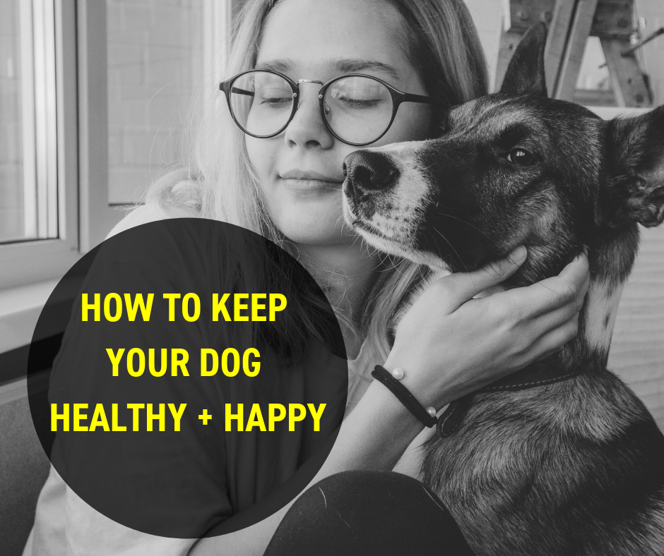 dog-health-happiness-essential-tips-for-a-happy-pup