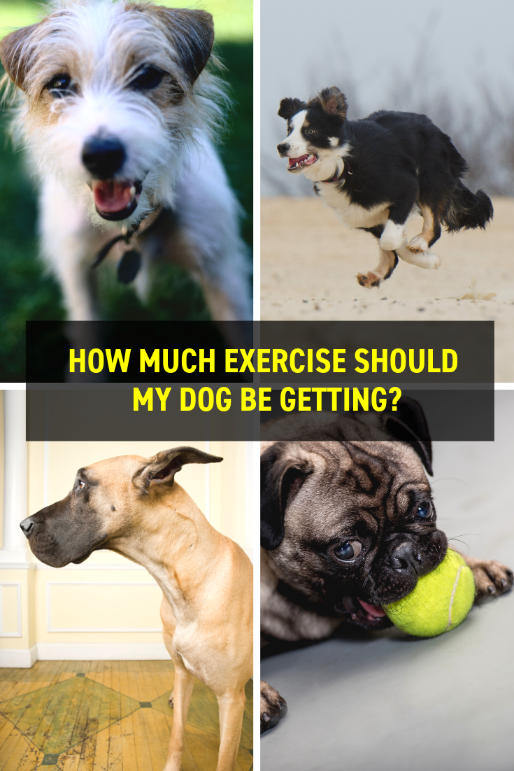 how-many-steps-should-a-dog-take-a-day