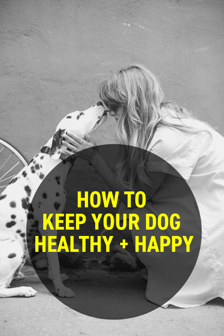 Dog Healthy Happy