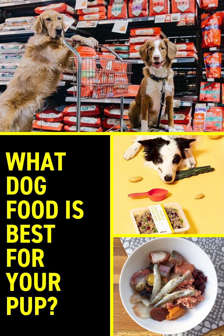 Best Dog Food