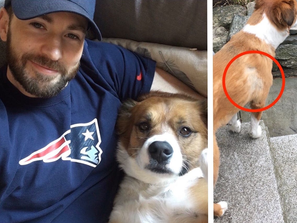 Turns Out, Chris Evans Isn't A Dog Groomer