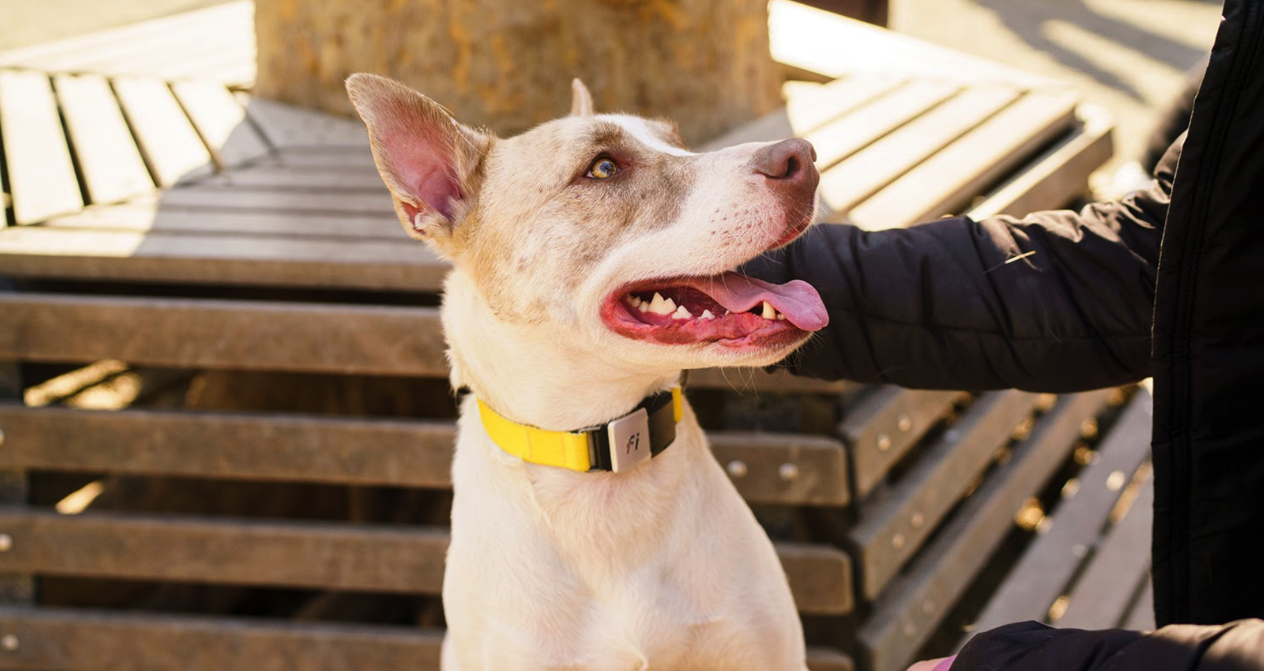 NYC Is Running Out Of Dogs To Adopt, And We Couldn’t Be Happier