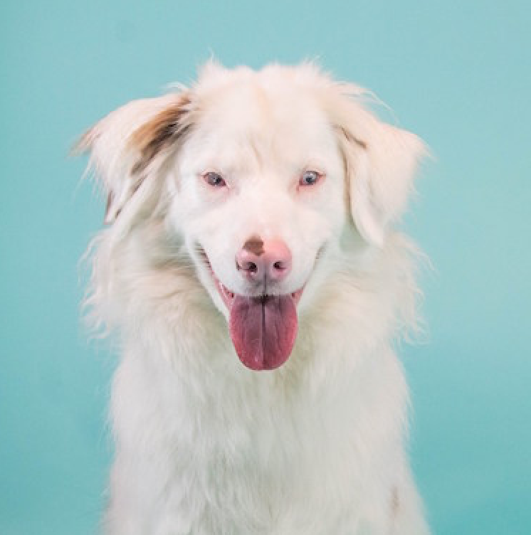 How Does Fi Help A Double Merle Rescue Dog?