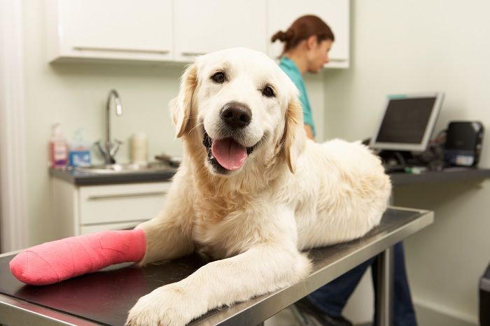 Dog with fractured leg