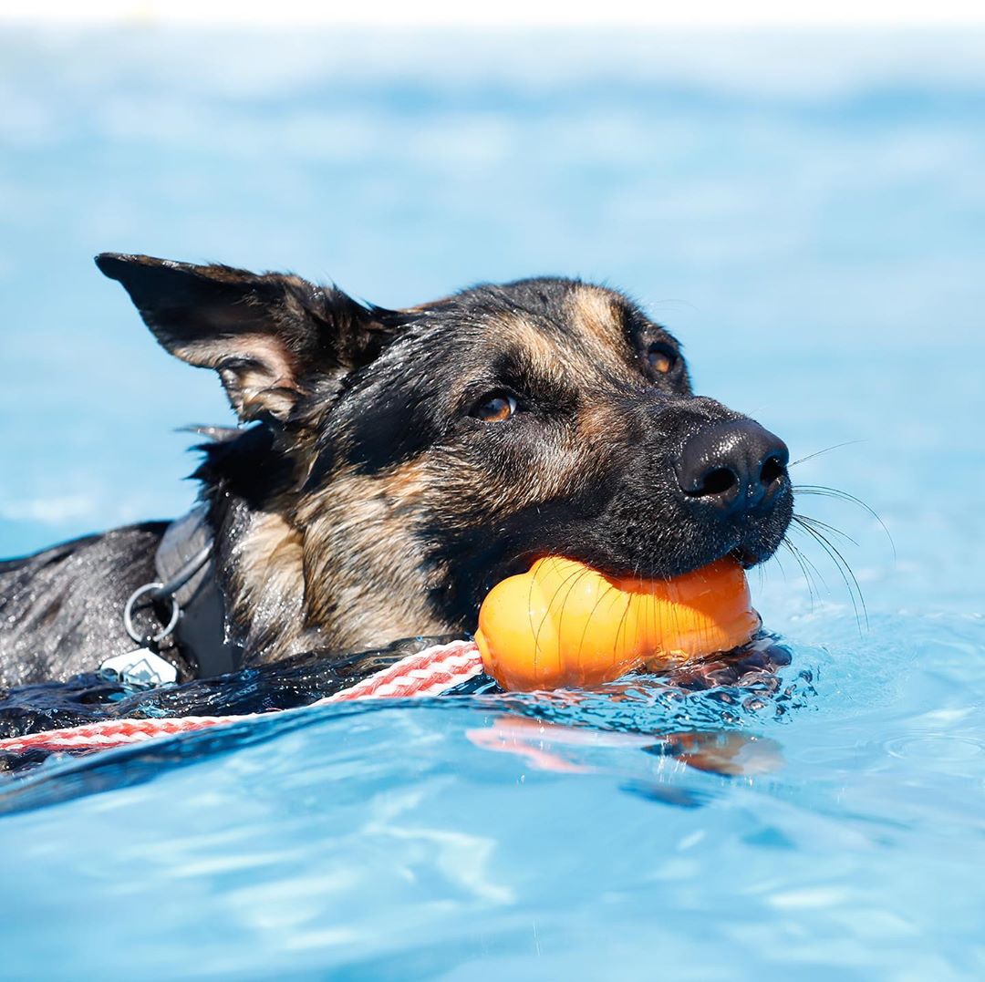 12 Water Dogs That are Making a SPLASH This Summer!