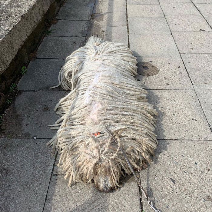 Dog Or Mop? You Be The Judge