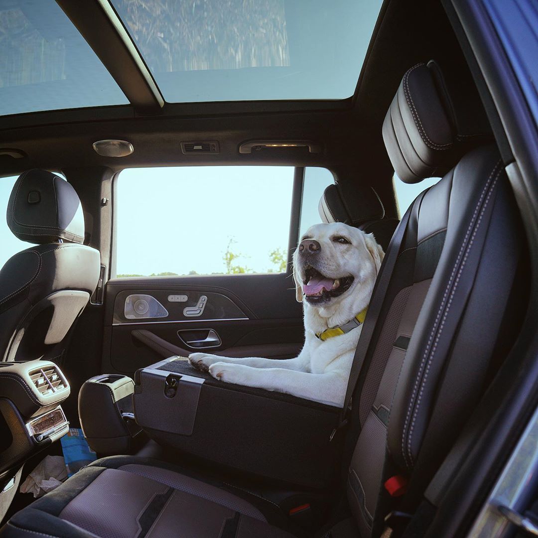 10 Tik Tok Dogs That We're Obsessed With