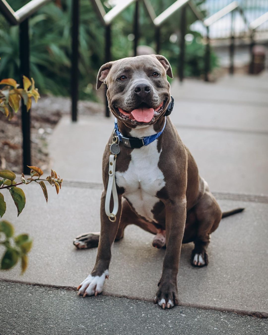 15 Of Our Favorite Pitties You Need To Follow