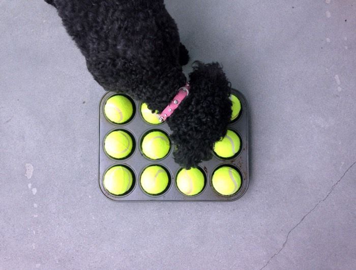 https://blog.tryfi.com/content/images/2020/11/muffin_tin_tennis_ball_dog_game.jpg