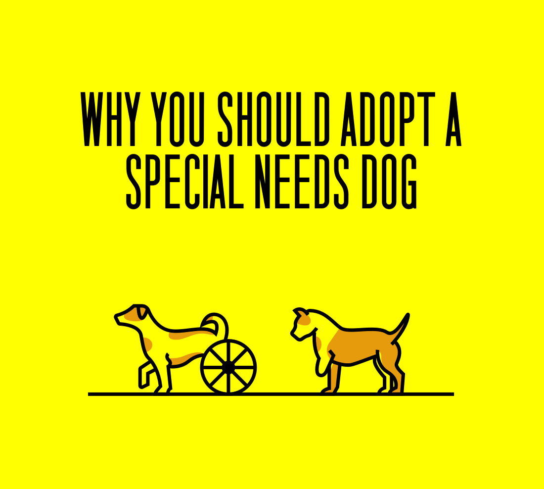 5 Reasons Why You Should Consider Adopting A Special Needs Dog