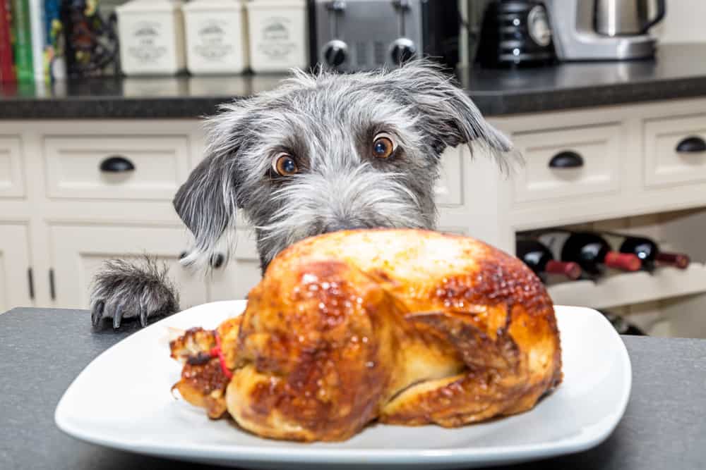 4 Dog-Friendly Thanksgiving Recipes You Need to Try