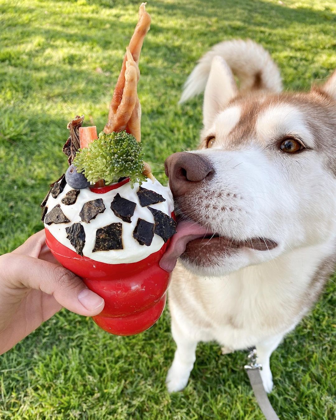 Step Up Your Kong Stuffing Game With These Tips