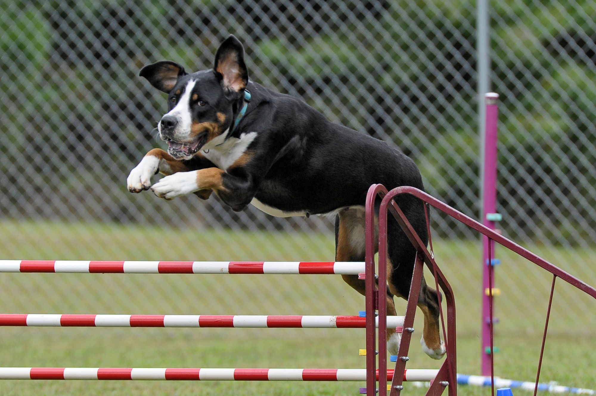 How to make an at home agility course