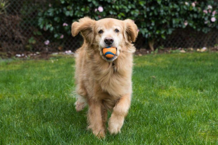 How To Teach A Dog To Fetch (and Actually Bring It Back!)