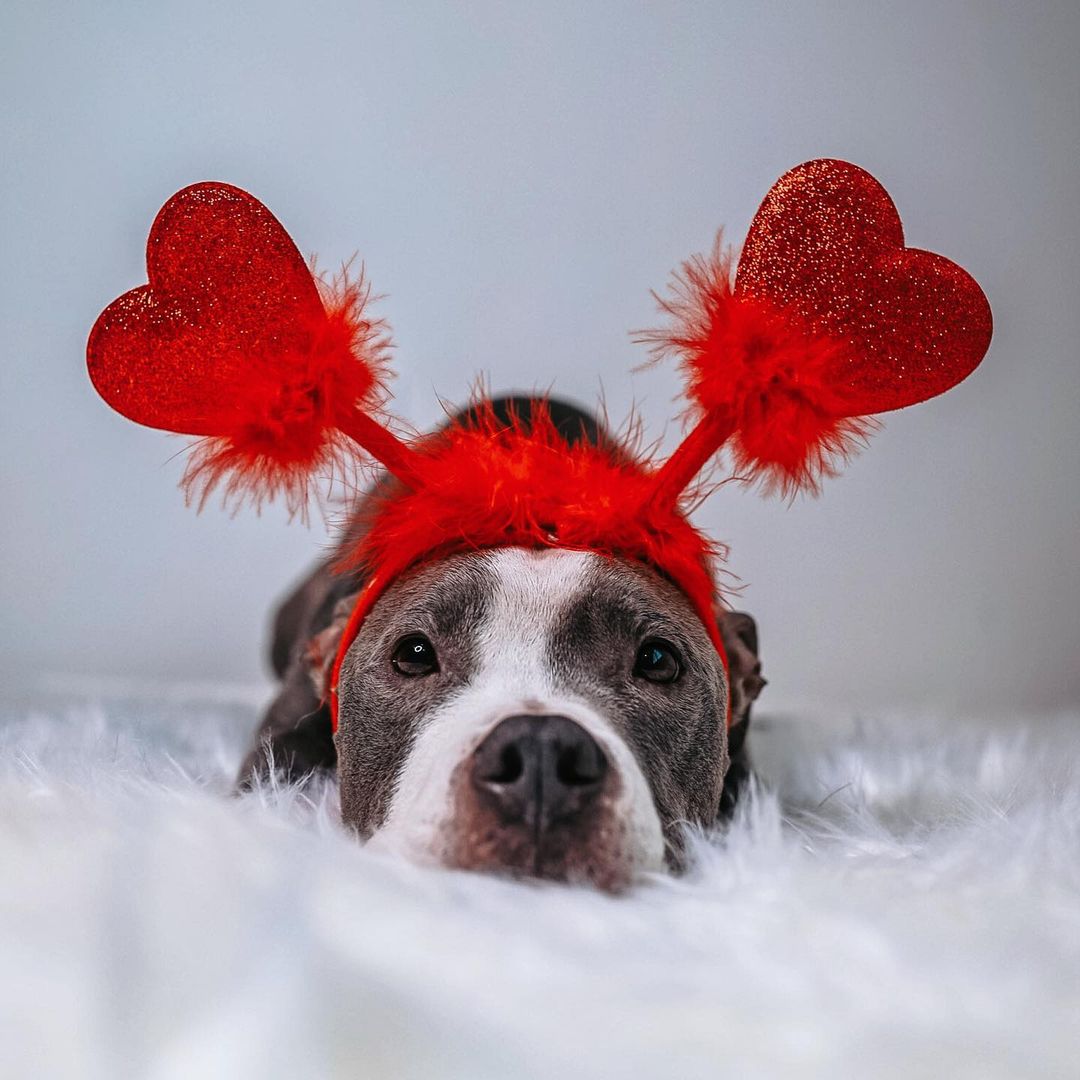 7 Ways To Show Your Dog You Love Them on Valentines Day