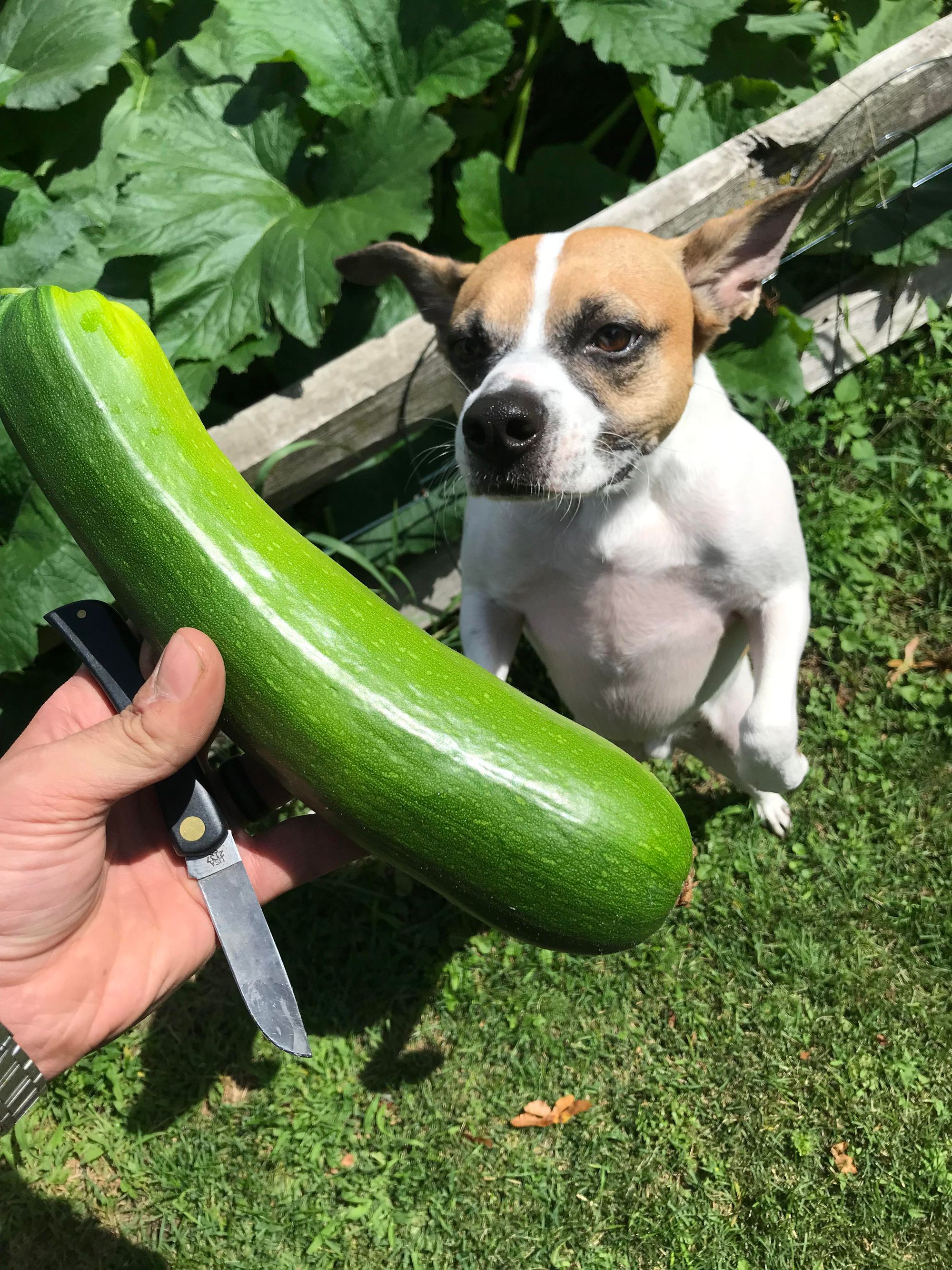 can dogs eat zucchini