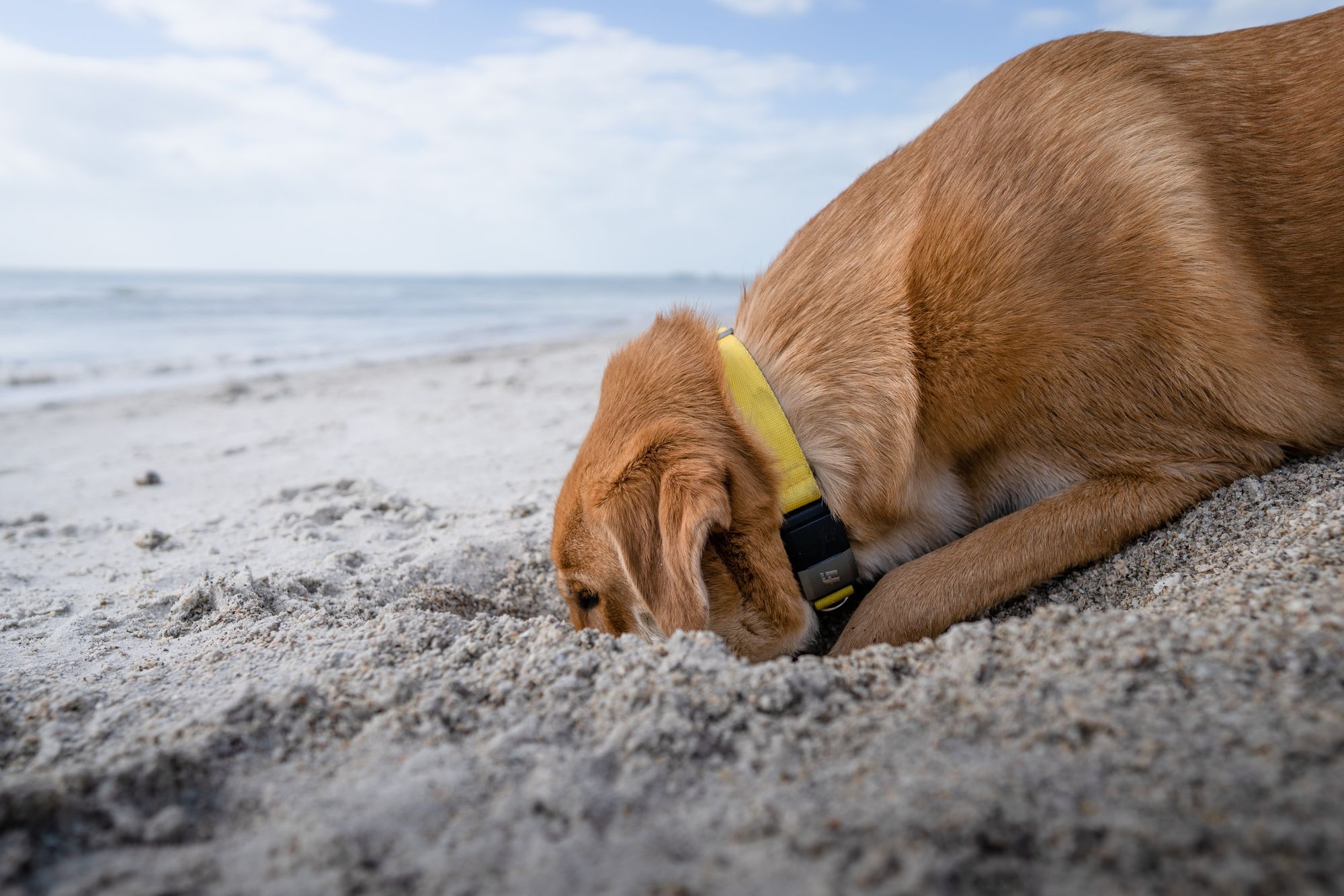 dog in sand