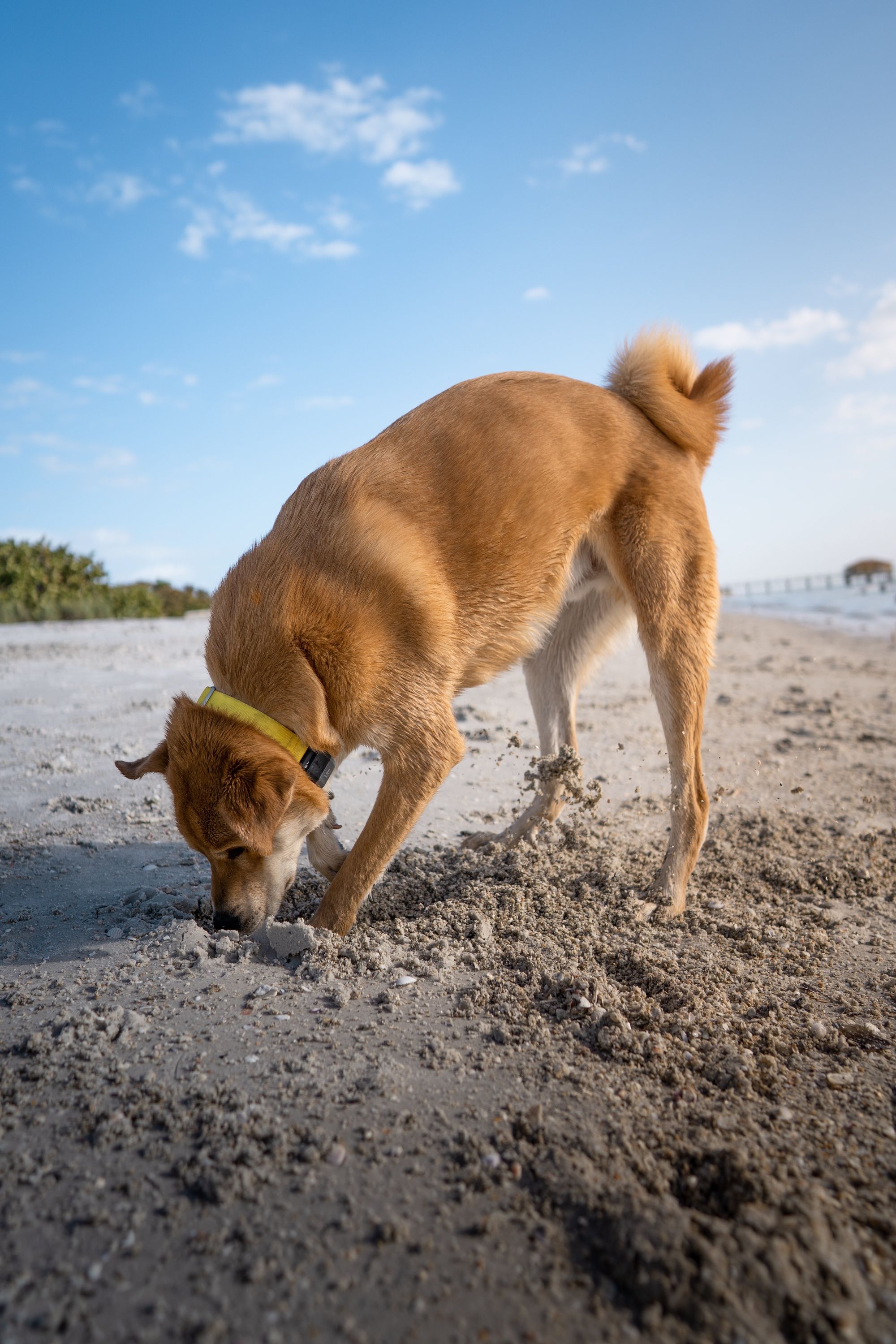 dog digging the sand