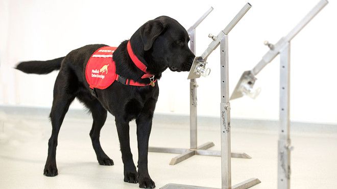 How Covid Sniffing Dogs Are Keeping Us Safe & Healthy