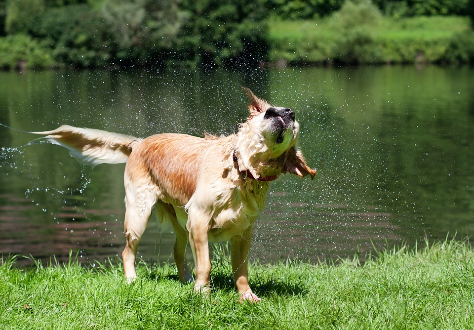Why Do Dogs Shake?
