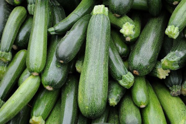 can puppies eat zucchini