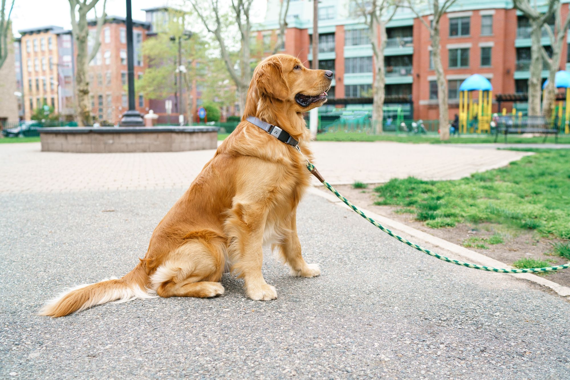 golden retriever dog at park