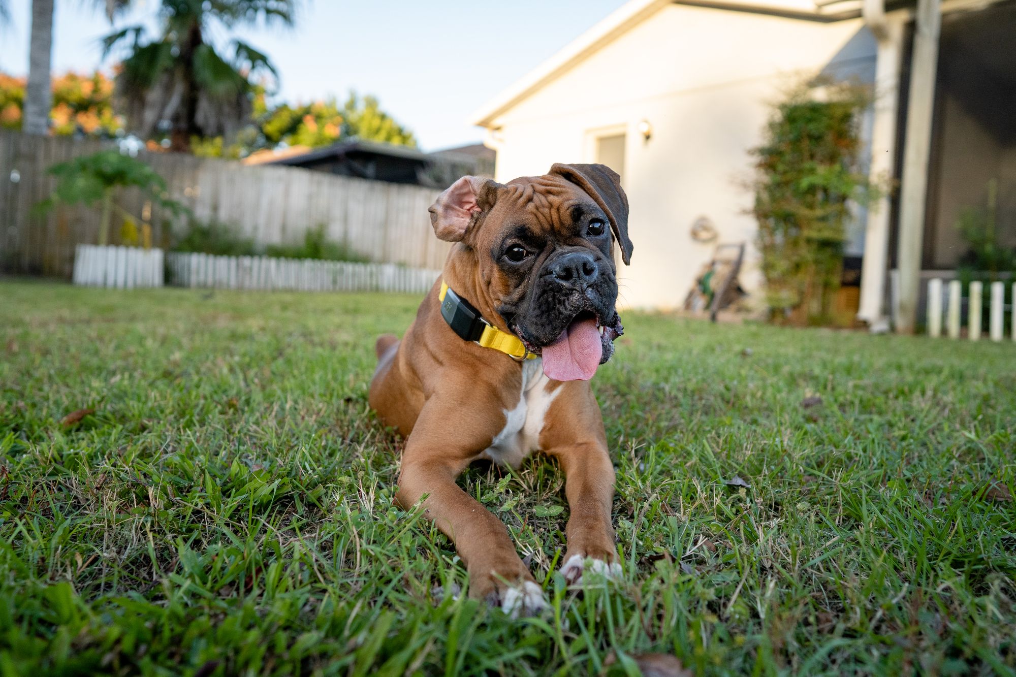 Pizza Abwesenheit Bl d How Long Do Boxer Dogs Live Up To Texter 