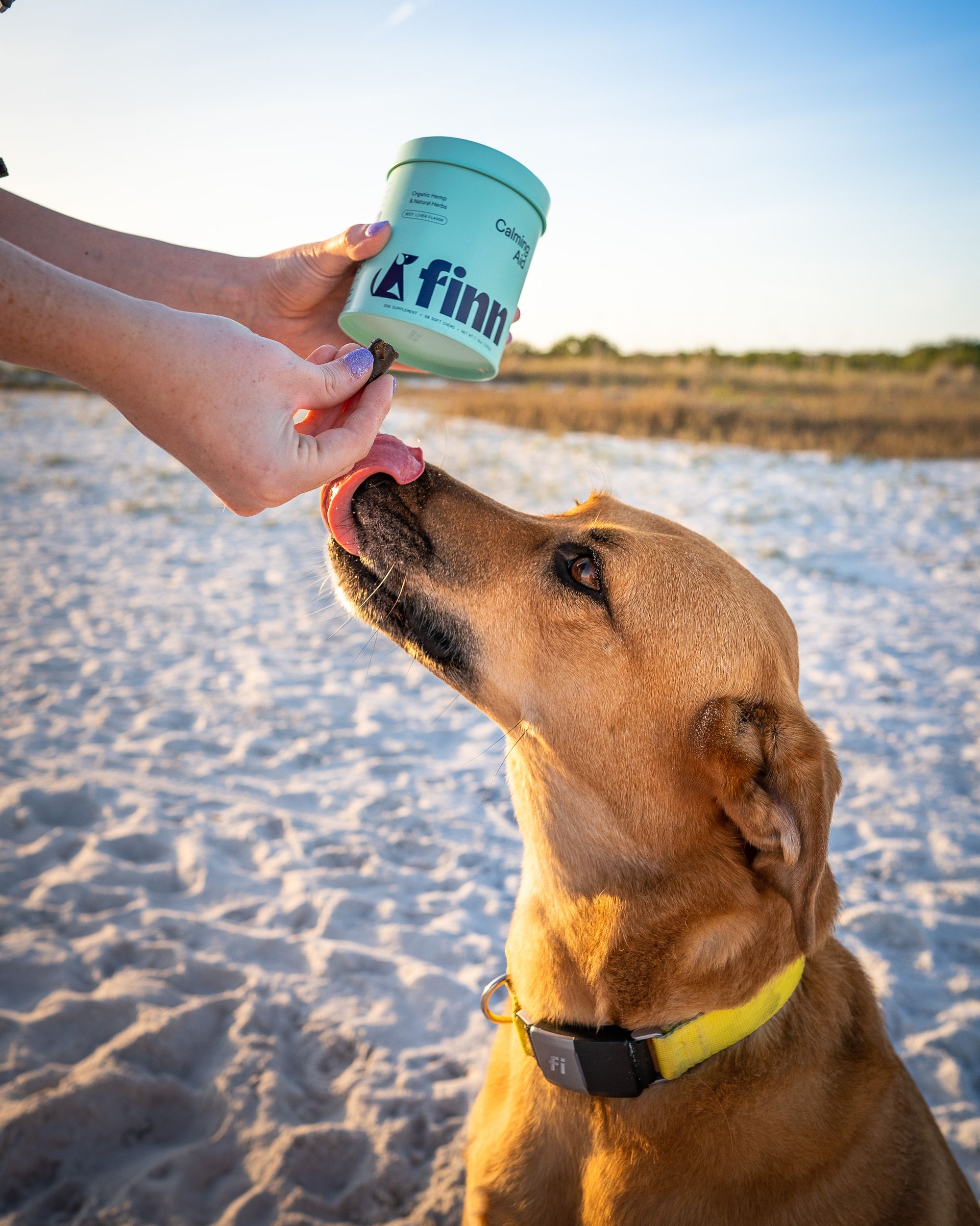 What You Need To Know About Probiotics for Dogs - Ask Dr. Jeff