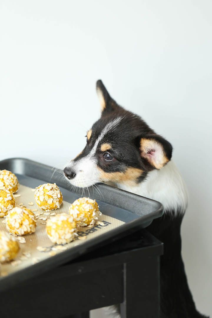 No Bake Dog Treats That Anyone Can Make