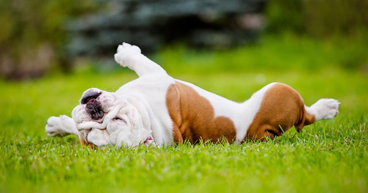 dog rolling in grass, bulldog 