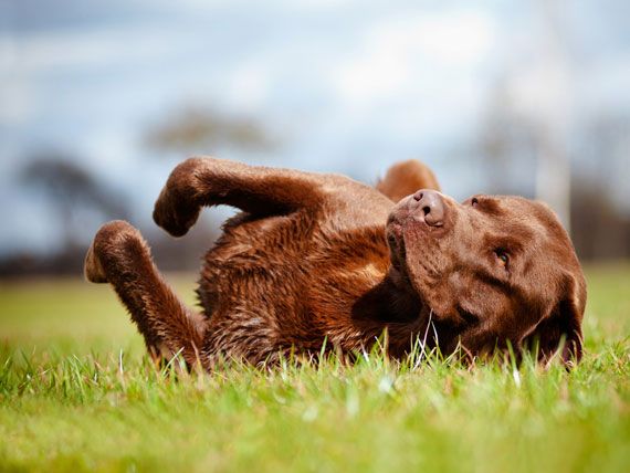 dog rolling in grass, chocolate lab
