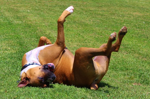 dog rolling in grass, boxer