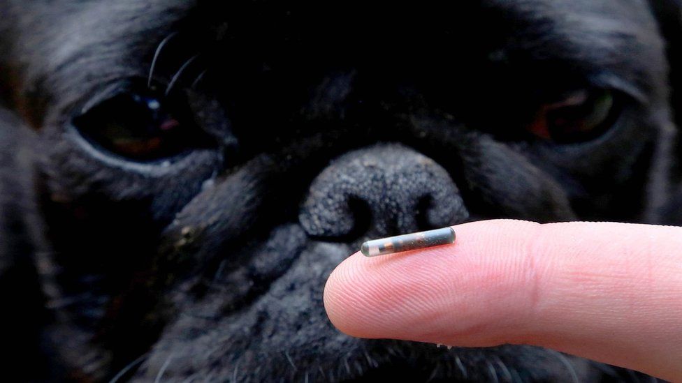 how much microchip dog cost