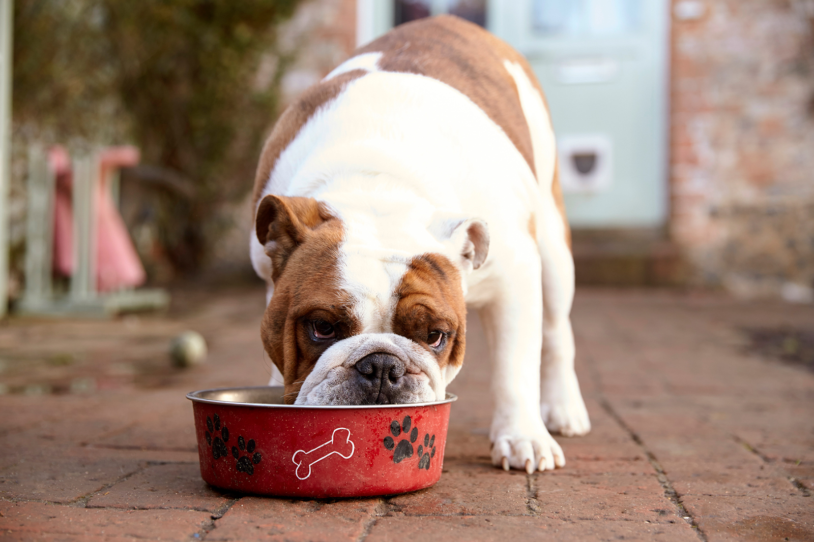 Can Dogs Eat SPAM? Is SPAM safe for Dogs to Eat?