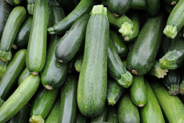 Can Dogs Eat Zucchini? Is Zucchini Safe For Dogs?