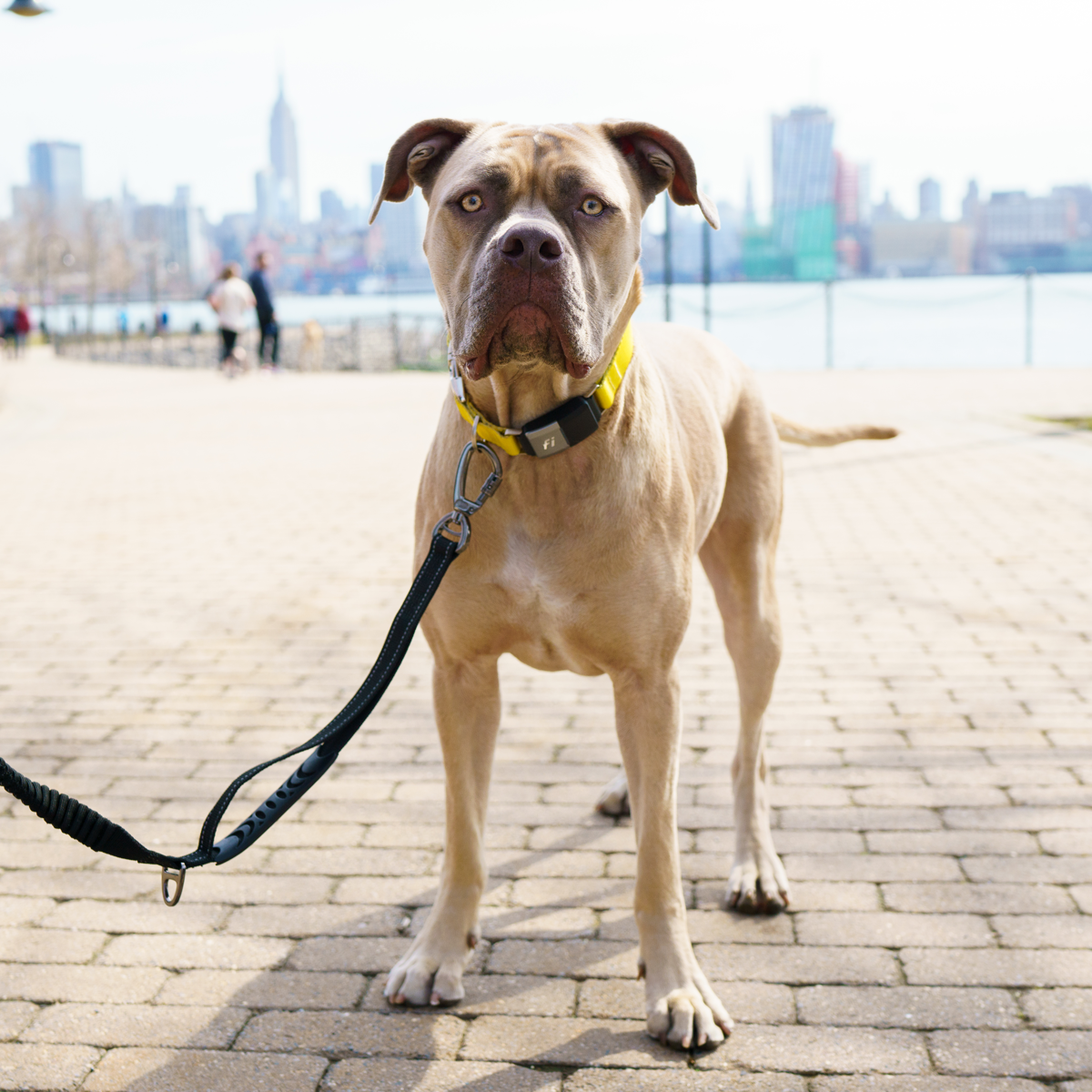 english mastiff dog collars