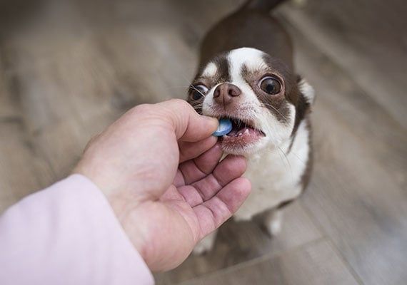 How To Give A Dog A Pill - Ask Dr. Jeff