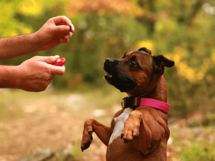 Dog Training With Or: How Can I Get My Dog To Focus On Me And Not The Treat?