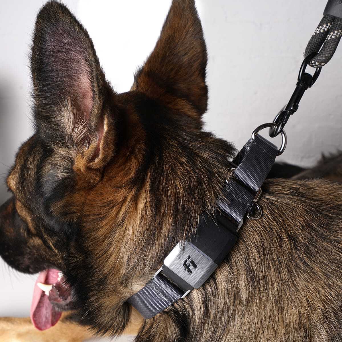 Escape Proof Dog Collar