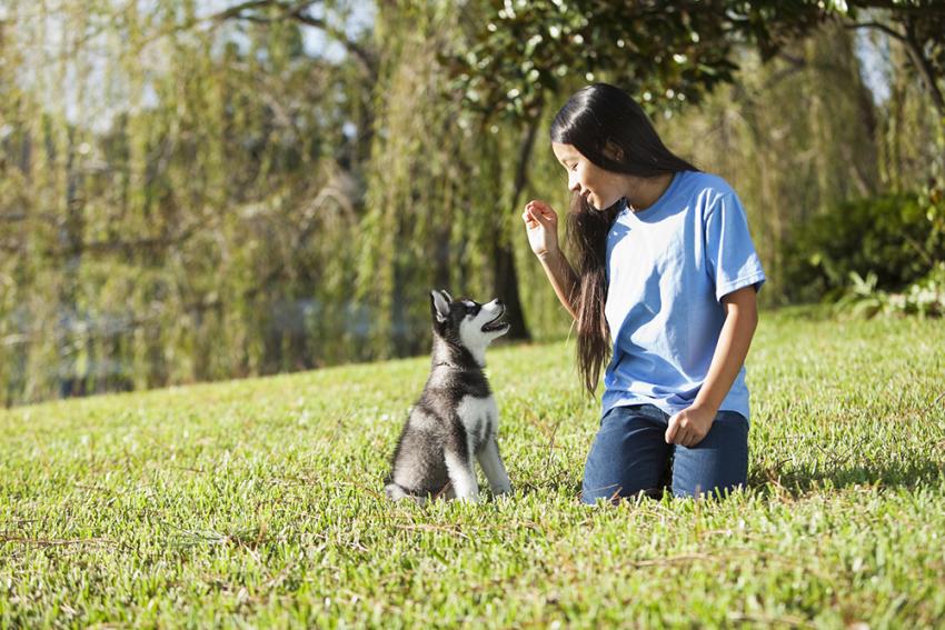 Dog Training With Or: How Can I Communicate Desired Behaviors To My Dog?