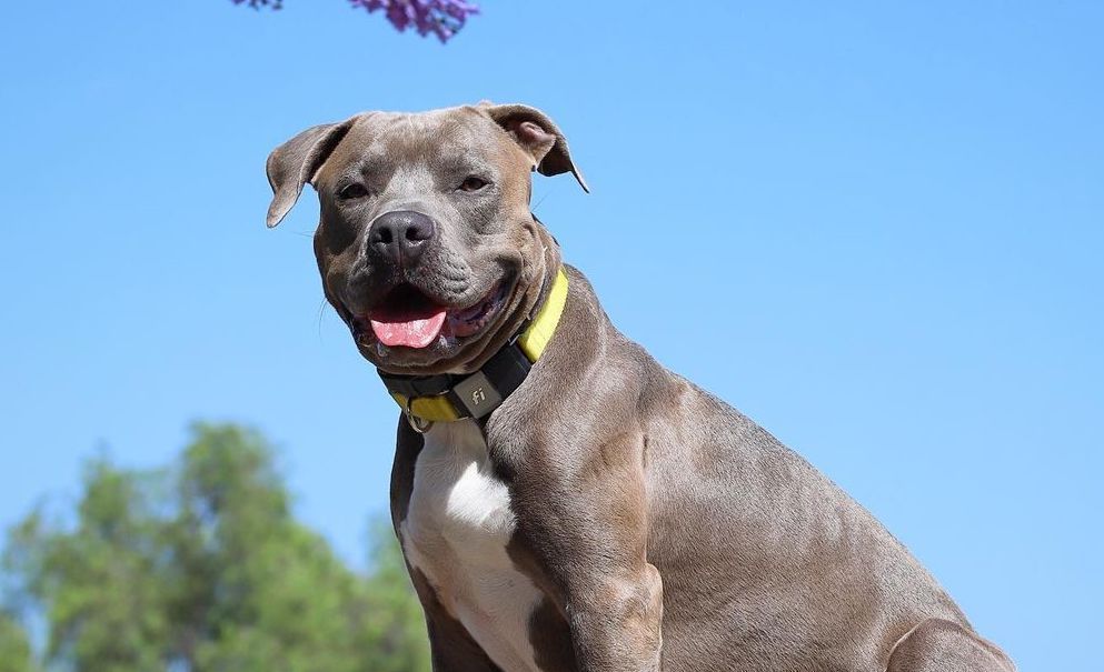 The Top Pitbull Collars For a Strong Pitbull